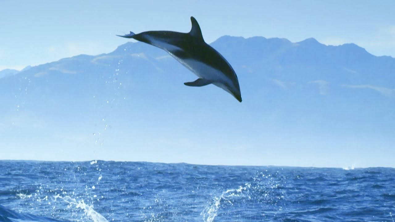 Banner Phim Diving with Dolphins (Diving with Dolphins)