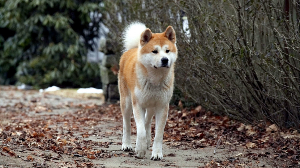 Banner Phim Hachi: A Dog's Tale (Hachi: A Dog's Tale)