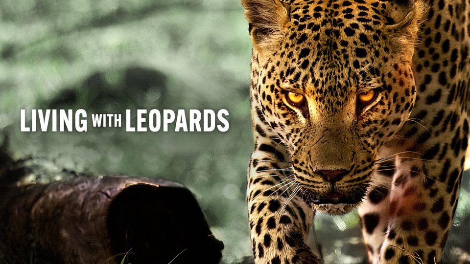 Banner Phim  Living with Leopards ( Living with Leopards)