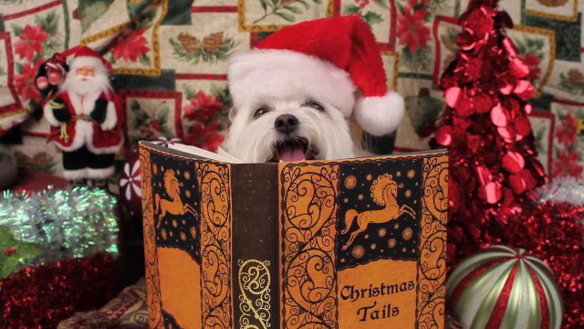 Banner Phim Người Tuyết Kỳ Thú (Snowball's Christmas Tales By The Fire)