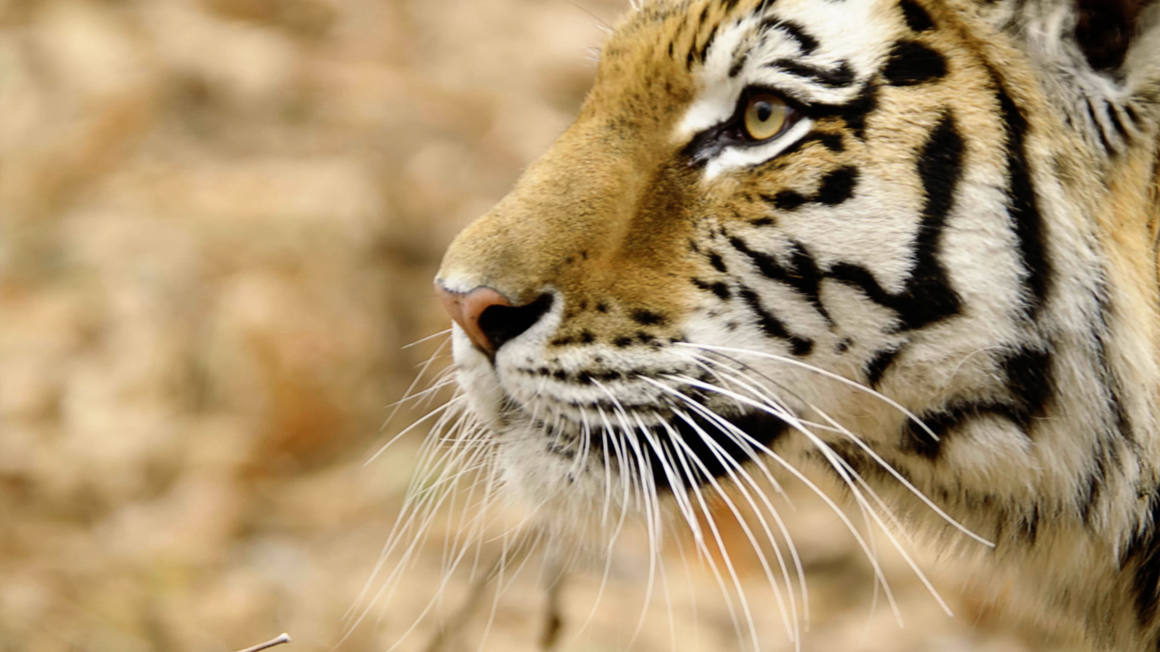 Banner Phim Thiên nhiên hoang dã Nước Nga (Wild Russia)