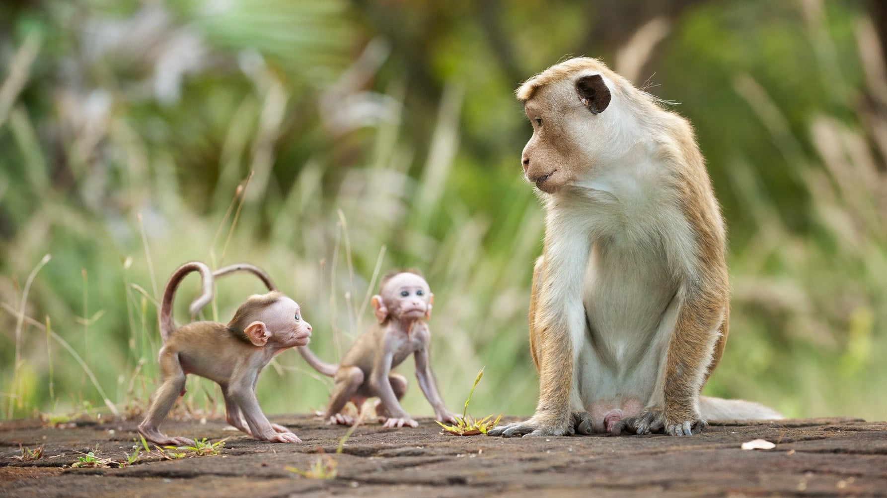 Banner Phim Vương Quốc Loài Khỉ (Monkey Kingdom)