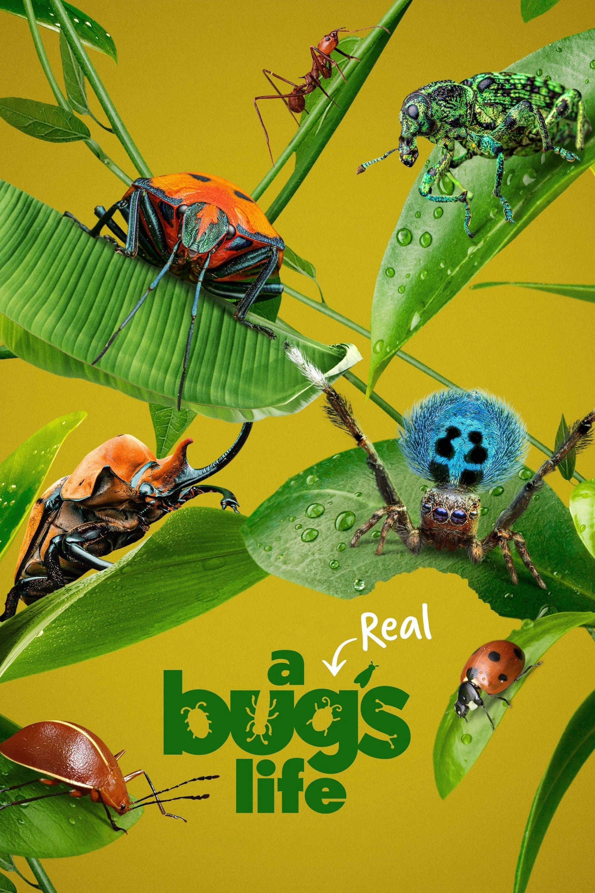 Xem Phim A Real Bug's Life (A Real Bug's Life)