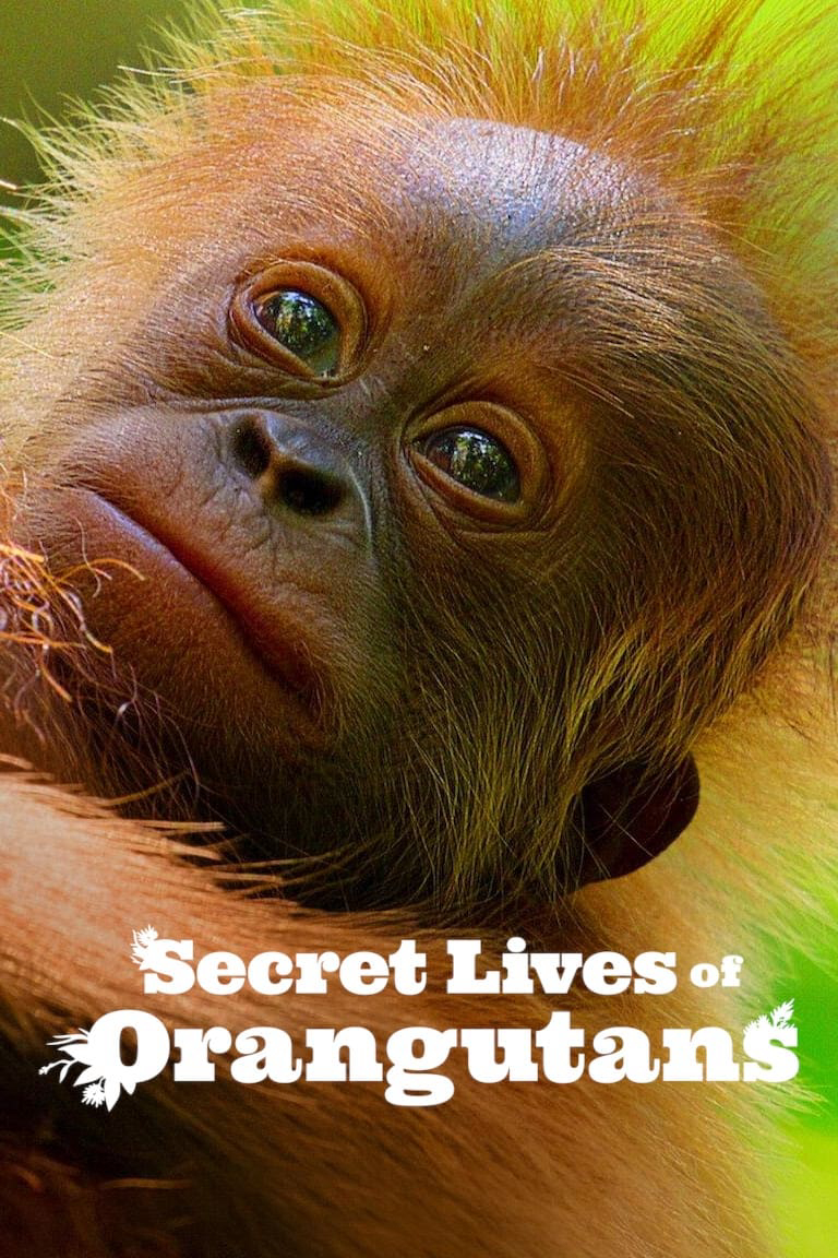 Xem Phim Cuộc sống bí mật của đười ươi (Secret Lives of Orangutans)