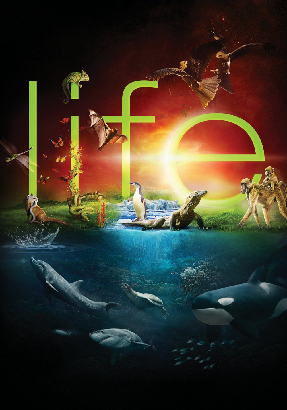 Poster Phim Cuộc Sống Hoang Dã (BBC: Life)