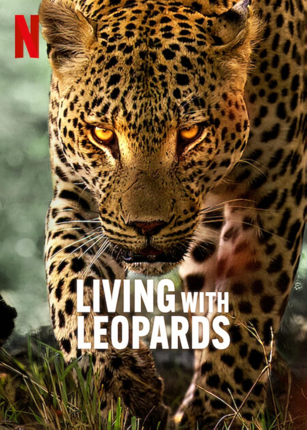 Poster Phim  Living with Leopards ( Living with Leopards)