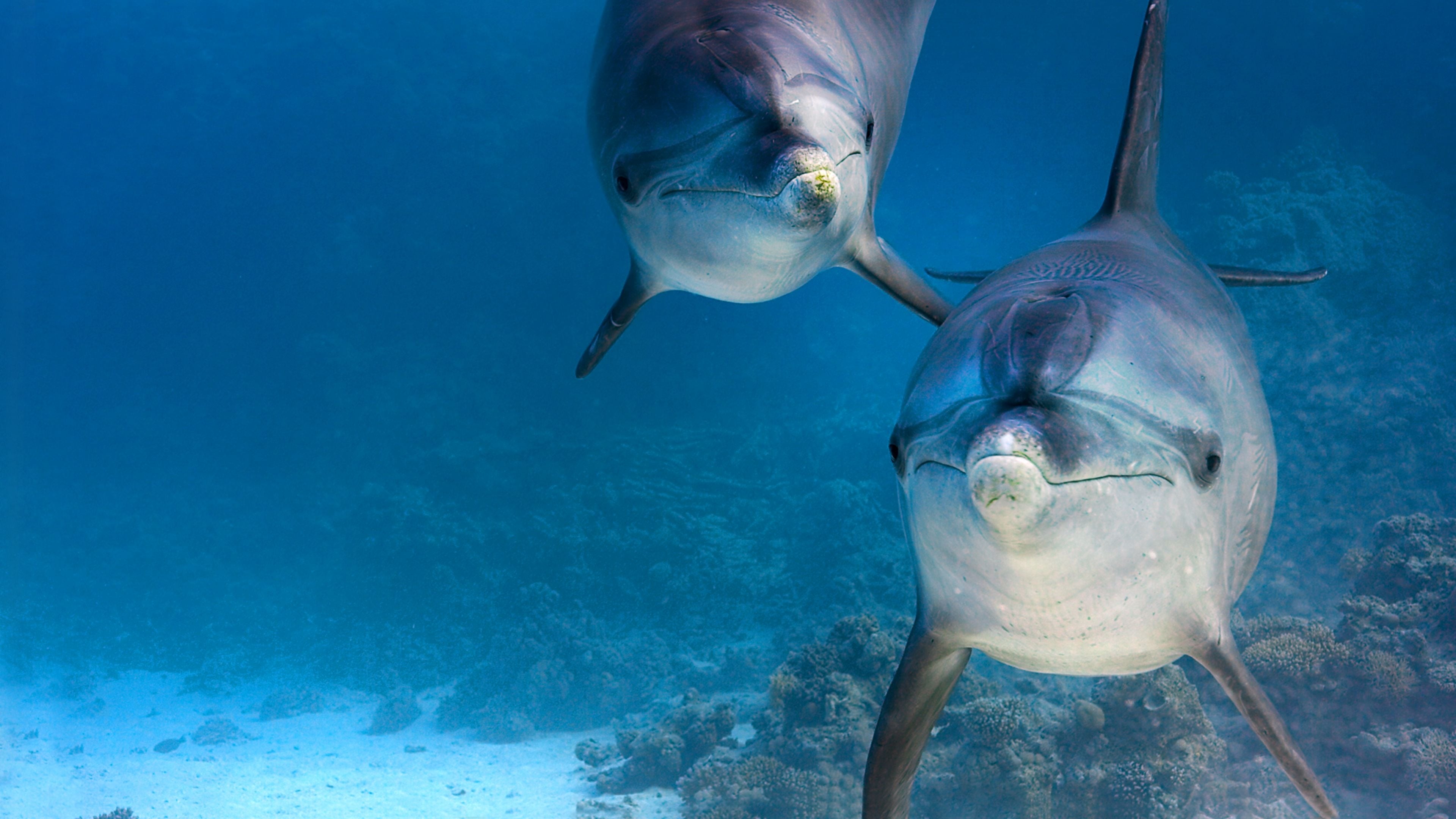 Poster Phim Rạn San Hô Cá Heo (Dolphin Reef)